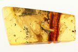 Large Fossil Coprolite and Fly Larva in Baltic Amber #273264-1